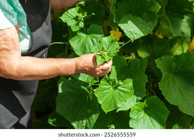 An elderly woman inspecting the leaves of plants on a rural garden plot. She is looking for harmful insects while caring for her vegetable crops. Growing vegetables in a country plot.  - Powered by Shutterstock