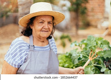 Elderly Woman Looking After Her Garden.