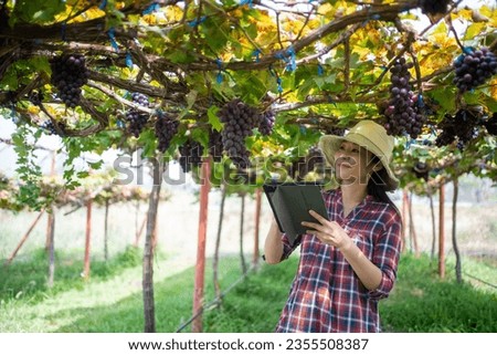 elderly woman owner of a vineyard is using a tablet to work and check the quality of grapes and fruit in the vineyard.