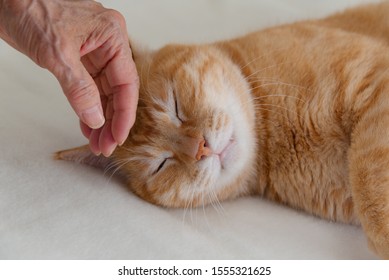 Elderly woman petting a ginger cat