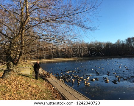 An elderly woman at the pond feeding ducks on a Sunny autumn day.