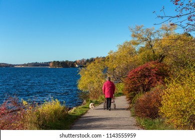 Elderly Woman With Walker Walking Along The Lake In Sunny Autumn Day.  Old Woman With Her Small White Dog Going Forward On The Road Between Bright Trees And Blue Water. The Blue Sky On The Background.