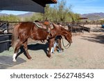 An elderly woman walking her horse in an Arizona ranch