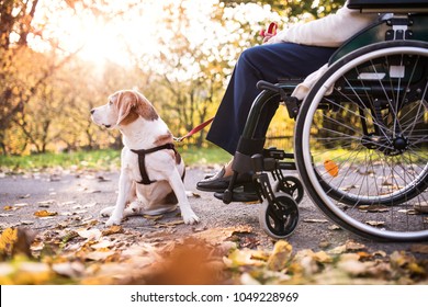 An Elderly Woman In Wheelchair With Dog In Autumn Nature.