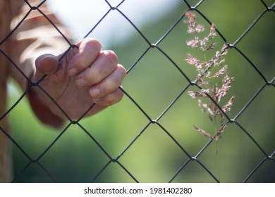 An Elderly Woman's Hand Holds The Mesh Of An Iron Fence. The Old Man Is Locked Up And Cannot Get Out. Quarantine Measures Prohibit Leaving The House. A Sprout Grows On The Right.