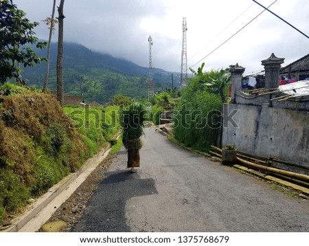 Elderly/old woman wearing kebaya holding grass on the back for cow food from the hill past the asphalt road with mountain background.