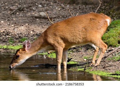 Eld's Deer Drinking In Pool