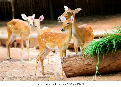 Eld's Deer In Dusit Zoo, Thailand.