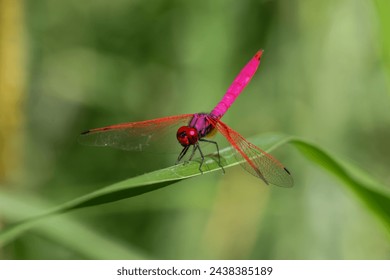 elective focus pink dragonfly sitting on the grass in the green background forest. Dragonfly with amazing colors Chomphu color is beautiful, strange and amazing, a small nature that is hard to find. - Powered by Shutterstock
