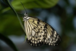 Electra's Tree-nymph Butterfly, Idea Electra