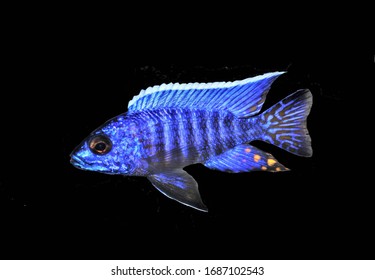 cichlid fryeri