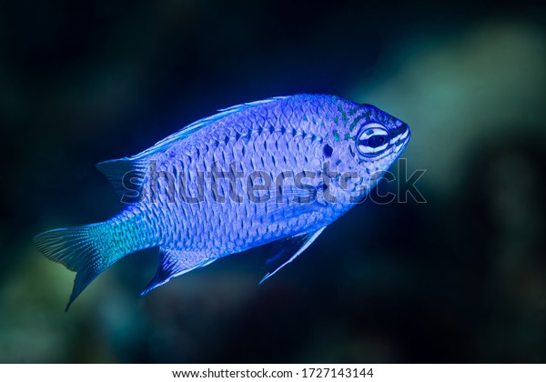 electric blue damselfish\
damsel fish
