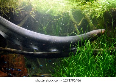 Electric Eel (Electrophorus Electricus)