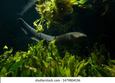 The Electric Eel (Electrophorus Electricus).