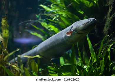 Electric Eel (Electrophorus Electricus). Freshwater Fish.