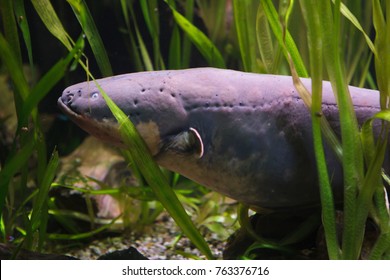 Electric Eel (Electrophorus Electricus). Tropical Fish. 