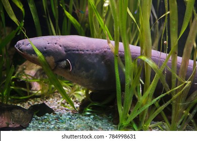 Electric Eel (Electrophorus Electricus). Tropical Fish. 