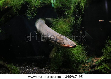 An electric eel emerges from the algae. Visible his head, fins, eye. It's dark in the background.