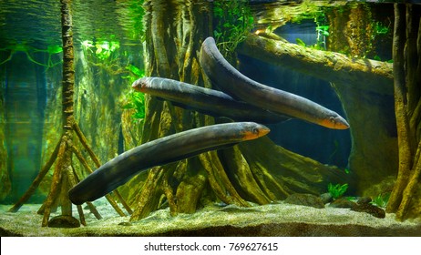 Electric eel in freshwater aquarium, selective focus.