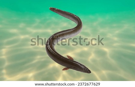 The electric eels are a genus, Electrophorus, of neotropical freshwater fish from South America in the family Gymnotidae. delivering shocks at up to 860 volts.