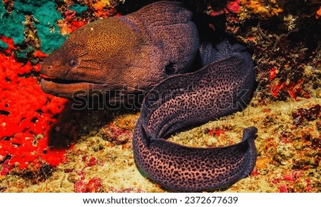 The electric eels are a genus, Electrophorus, of neotropical freshwater fish from South America in the family Gymnotidae. delivering shocks at up to 860 volts.