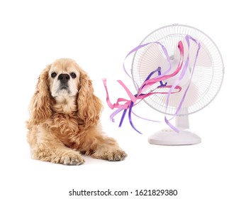 Electric Fan And Cute Dog On White Background