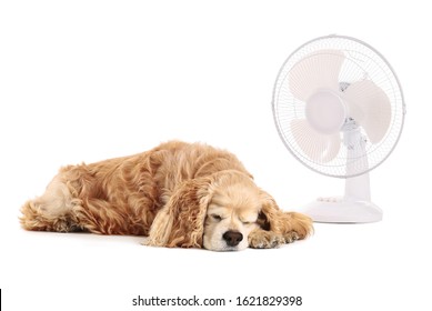 Electric Fan And Cute Dog On White Background