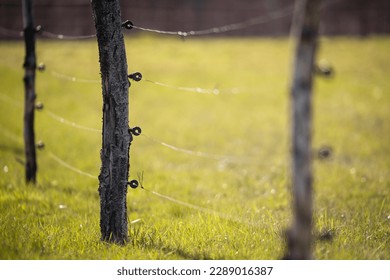 Electric fence around a pasture with animals grazing on fresh pasture grass - Powered by Shutterstock