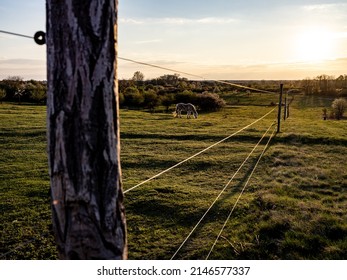 Electric Fence On The Field Protecting Horses