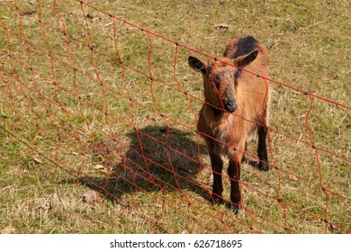 Electric Fence In The Pasture. Breeding Sheep And Goats On A Farm