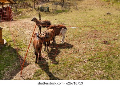 Electric Fence In The Pasture. Breeding Sheep And Goats On A Farm