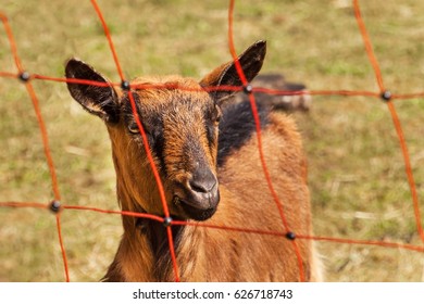 Electric Fence In The Pasture. Breeding Sheep And Goats On A Farm