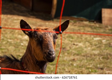 Electric Fence In The Pasture. Breeding Sheep And Goats On A Farm