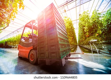 Electric forklift in greenhouse. Shining background.