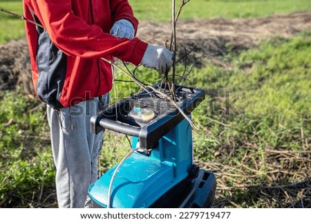 electric garden grinder to shred. in the process. The gardener crushes the branches and makes fuel for the boiler from the remnants after pruning garden trees and vineyards