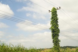 Electric Pole With Green Vines Around Standing Near The Village.
