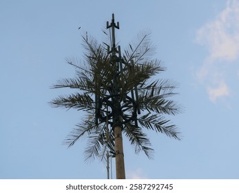 An electric pole that is almost the same height as a coconut tree