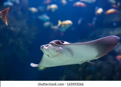 Electric Ray Fish In Ocean