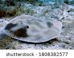 Electric ray (Narcine bancroftii)  small ray have a circular pectoral disc, with a stout tail that as two small dorsal fins and a triangular caudal (tail) fin. is dark brown, resting on the seabed