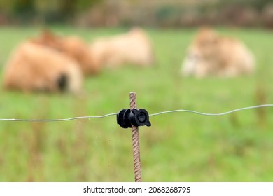 Electric Shepherd Fencing On Cattle Farm For Cows Protection