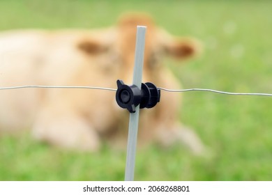 Electric Shepherd Fencing On Cattle Farm For Cows Protection