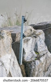 Electric Shepherd On Stone Wall On Hazy Morning