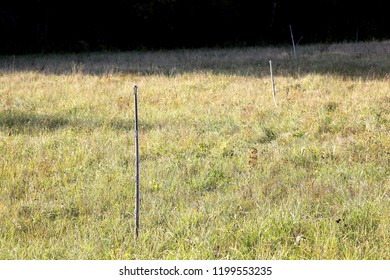 Electric Shepherd Wire In A Meadow