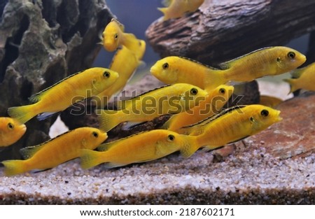Electric yellow cichlid (Lemon Yellow lab) are swimming in freshwater aquarium, Labidochromis caeruleus is freshwater fish, endemic to Lake Malawi. it is an African cichlids in Cichlidae family.