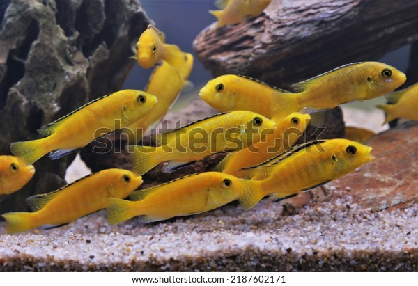 Electric yellow cichlid (Lemon Yellow lab) are\
swimming in freshwater aquarium, Labidochromis caeruleus is\
freshwater fish, endemic to Lake Malawi. it is an African cichlids\
in Cichlidae family.