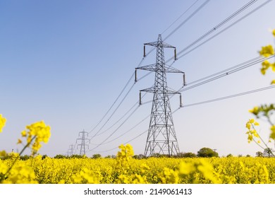 Electricity pylons in a field of rape seed flowers in full bloom on a sunny day. Hertfordshire, UK