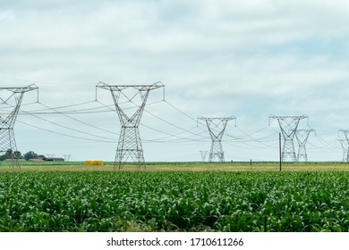 Electricity Pylons, Power Lines In A Maize, Mielie, Corn Field On A Farm In South Africa Concept Infrastructure And Technology In Africa In A Farming Or Agricultural Landscape Or Environment