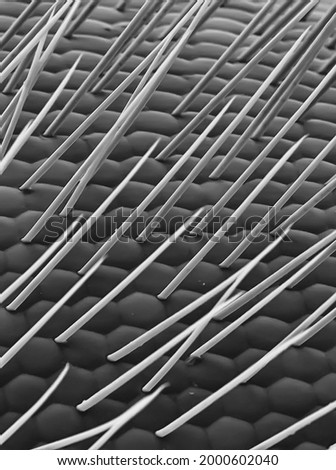 Electron microscope photo of a bee's eye. Science