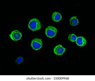 Electron Microscopy Photography Of A Group Of Human Neutrophils.