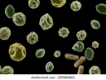 Electron Scanning Microscope Micrographs Of Pollen From Different Plants.